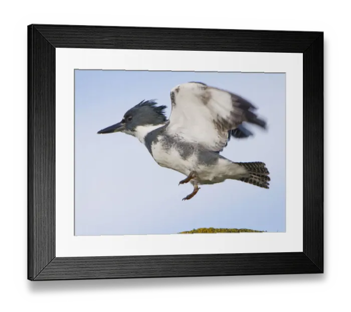 Framed Print : USA, Blaine, Washington. Male Belted Kingfisher leaps from seaside perch