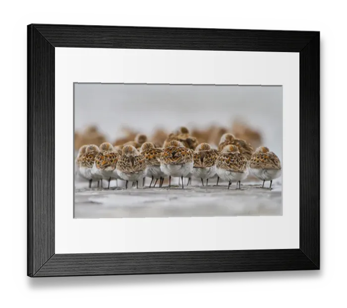 Framed Print : USA, Bottle Beach, Grays Harbor, Washington. Western Sandpipers rest at high tide