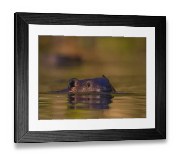 Framed Print : USA, Kirkland, Washington. Beaver swimming in slough near Yarrow Bay, Lake Washington Framed Print : USA, Kirkland, Washington. Beaver swimming in slough near Yarrow Bay, Lake Washington