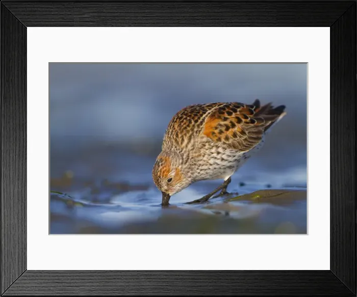 Framed Print : USA, Bottle Beach, Grays Harbor, Washington. Western Sandpiper feeding on mudflat
