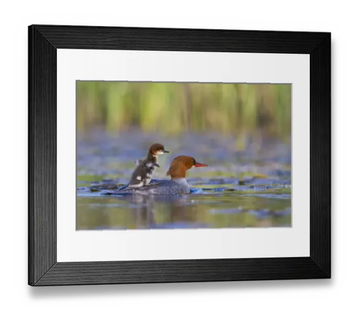 Framed Print : USA, Lake Sammamish, Washington. Female Common Merganser with chick on back flapping Framed Print : USA, Lake Sammamish, Washington. Female Common Merganser with chick on back flapping