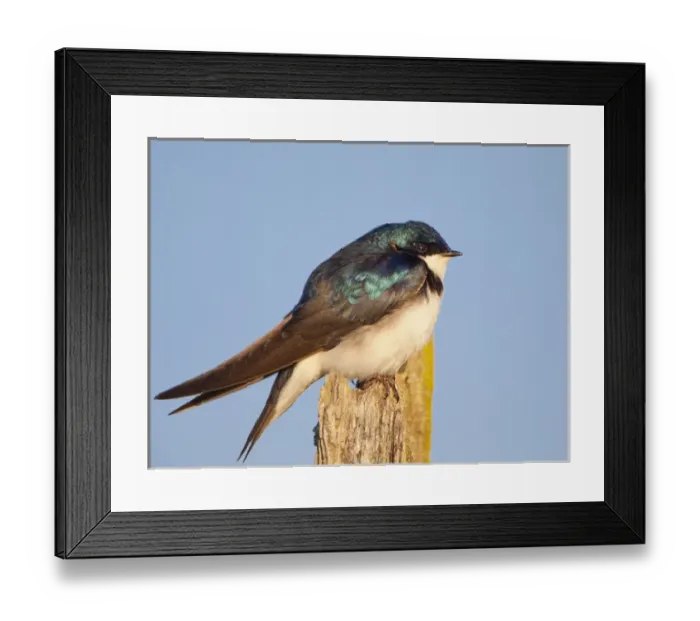 Framed Print : USA, Lake Sammamish, Washington. Male Tree Swallow perches near nest boxes on Lake Framed Print : USA, Lake Sammamish, Washington. Male Tree Swallow perches near nest boxes on Lake