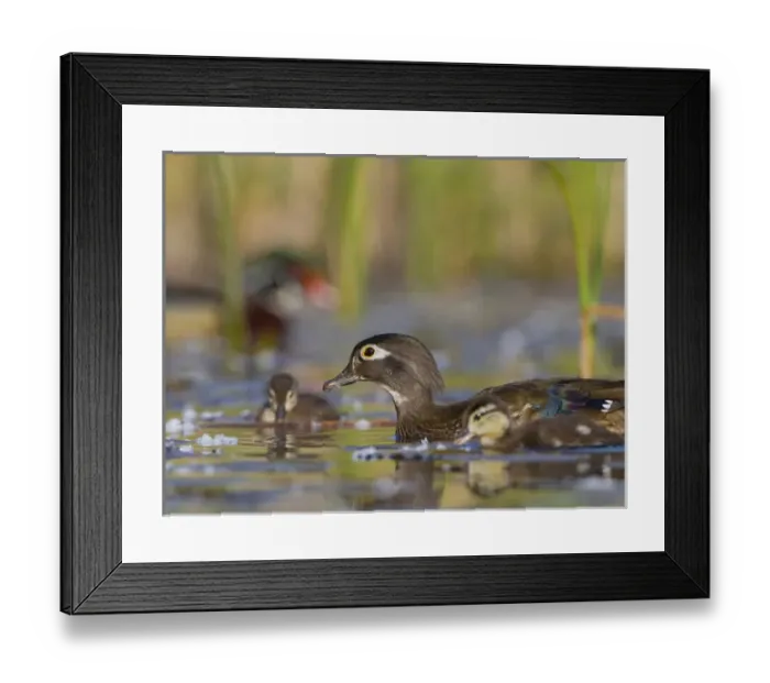 Framed Print : USA, Lake Sammamish, Washington. Female Wood Duck with chicks, with out-of-focus