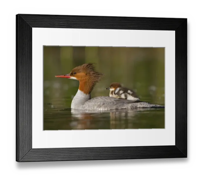 Framed Print : USA, Lake Sammamish, Washington. Female Common Merganser with chick on back