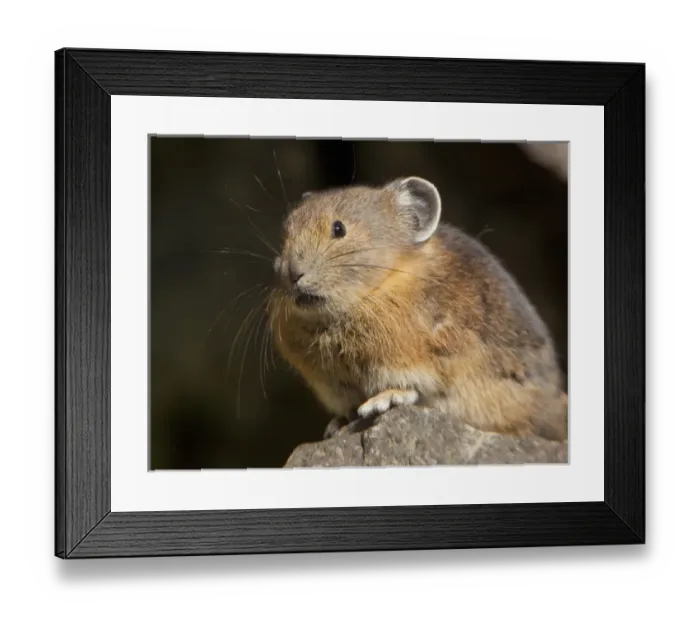 Framed Print : USA, Mt. Rainier National Park, Washington. Pika, Ochotona princeps, in rocks near