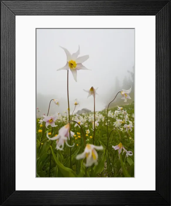 Framed Print : USA, Mt. Rainier National Park, Washington. Meadow filled with Avalanche Lilies