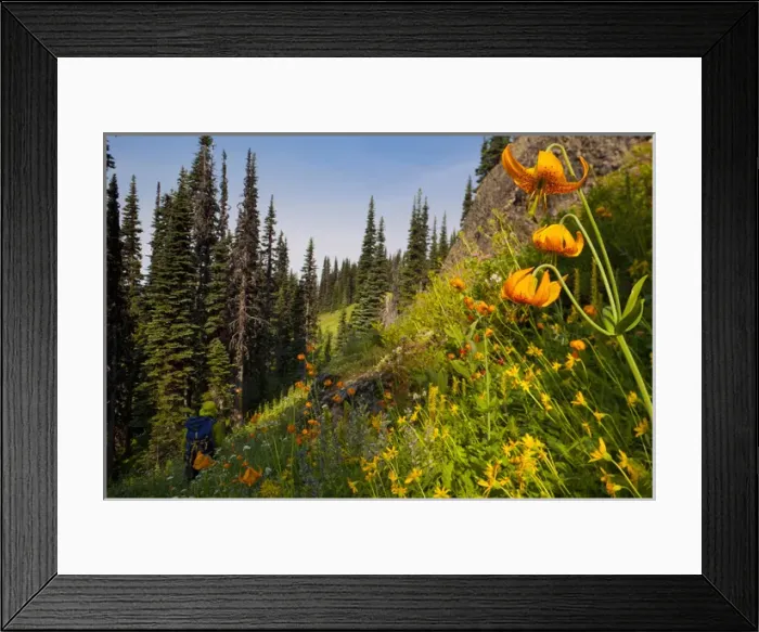 Framed Print : USA, Mt. Rainier National Park, Washington. Male backpacker and Columbia Lily in Framed Print : USA, Mt. Rainier National Park, Washington. Male backpacker and Columbia Lily in