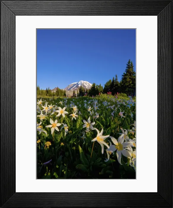 Framed Print : USA, Mt. Rainier National Park, Washington. Meadow filled with Avalanche Lilies Framed Print : USA, Mt. Rainier National Park, Washington. Meadow filled with Avalanche Lilies