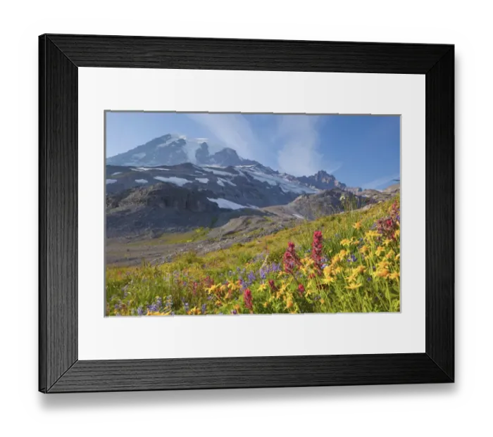 Framed Print : USA, Mt. Rainier National Park, Washington. Paintbrush, lupine, goldenrod, with glaciation and Mt Framed Print : USA, Mt. Rainier National Park, Washington. Paintbrush, lupine, goldenrod, with glaciation and Mt