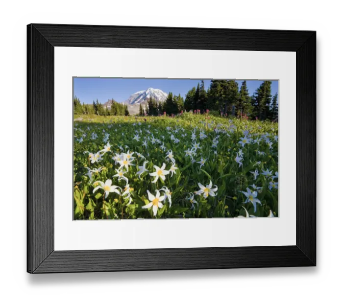 Framed Print : USA, Mt. Rainier National Park, Washington. Meadow filled with Avalanche Lilies Framed Print : USA, Mt. Rainier National Park, Washington. Meadow filled with Avalanche Lilies