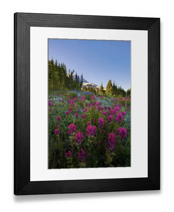 Framed Print : USA, Mt. Rainier National Park, Washington. Meadow filled with Magenta Paintbrush Framed Print : USA, Mt. Rainier National Park, Washington. Meadow filled with Magenta Paintbrush