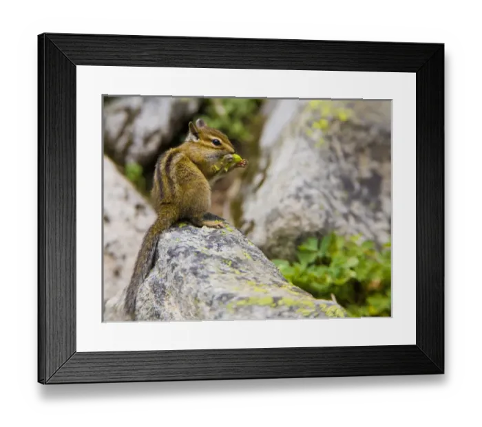 Framed Print : USA, Mt. Rainier National Park, Washington. Townsends Chipmunk eating Red Columbine Framed Print : USA, Mt. Rainier National Park, Washington. Townsends Chipmunk eating Red Columbine