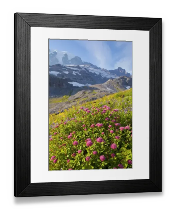 Framed Print : USA, Mt. Rainier National Park, Washington. Rosy Spirea, with glaciation and Mt. Rainier behind Framed Print : USA, Mt. Rainier National Park, Washington. Rosy Spirea, with glaciation and Mt. Rainier behind