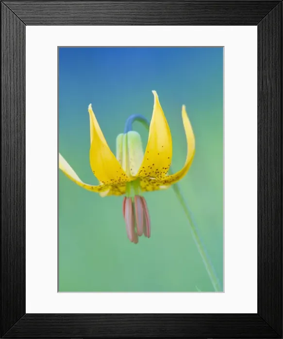 Framed Print : USA, Olympic National Park, Washington. Columbia Lily (Lilium columbianum) portrait Framed Print : USA, Olympic National Park, Washington. Columbia Lily (Lilium columbianum) portrait
