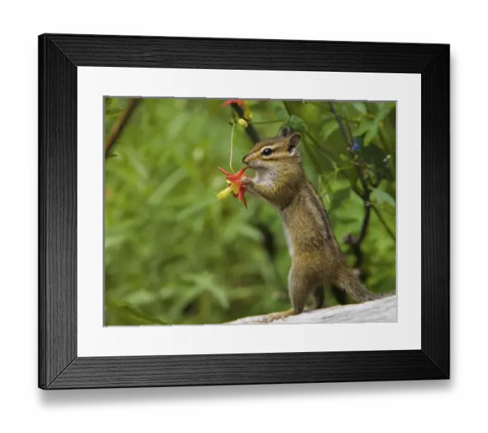 Framed Print : USA, Mt. Rainier National Park, Washington. Townsends Chipmunk sucking nectar Framed Print : USA, Mt. Rainier National Park, Washington. Townsends Chipmunk sucking nectar