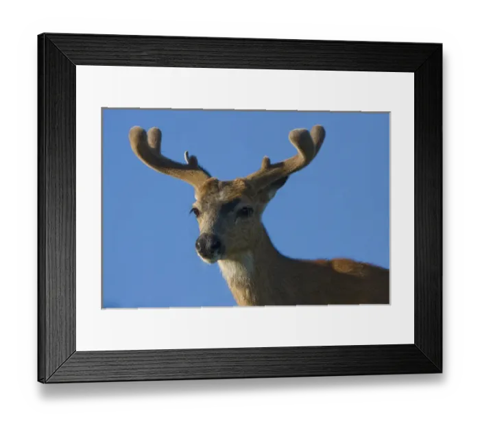 Framed Print : USA, Olympic National Park, Washington. Male Blacktail Deer in velvet on Blue Mt Framed Print : USA, Olympic National Park, Washington. Male Blacktail Deer in velvet on Blue Mt