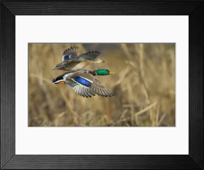 Framed Print : USA, Seattle, Washington. Male and female Mallard flying near Lake Washington Framed Print : USA, Seattle, Washington. Male and female Mallard flying near Lake Washington
