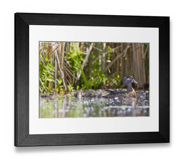 Framed Print : USA, Seattle, Washington. Female Wood Duck with large brood of chicks on Union Bay Framed Print : USA, Seattle, Washington. Female Wood Duck with large brood of chicks on Union Bay
