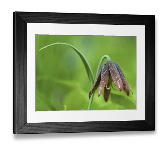 Framed Print : USA, San Juan Islands, Washington. Chocolate (LilyFritillaria affinis) on Nature Framed Print : USA, San Juan Islands, Washington. Chocolate (LilyFritillaria affinis) on Nature