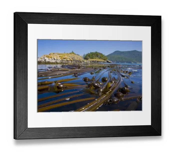 Framed Print : USA, San Juan Islands, Washington. Bull kelp near Strawberry Island, a few sea kayakers Framed Print : USA, San Juan Islands, Washington. Bull kelp near Strawberry Island, a few sea kayakers