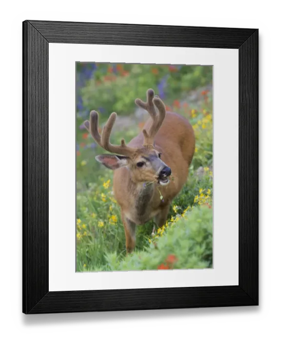 Framed Print : USA, Olympic National Park, Washington. Male Blacktail deer in velvet eats wildflowers Framed Print : USA, Olympic National Park, Washington. Male Blacktail deer in velvet eats wildflowers