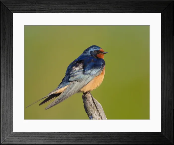 Framed Print : USA, Seattle, Washington. Male Barn Swallow perches near marsh on Union Bay, Lake