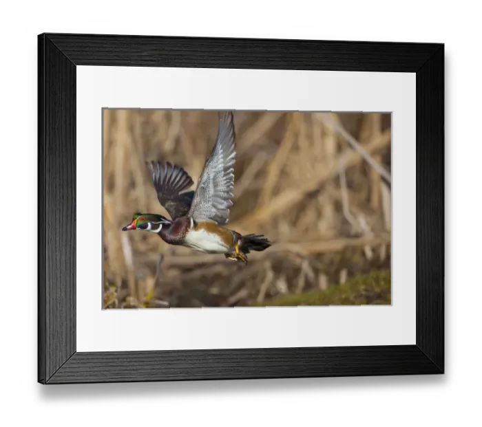 Framed Print : USA, Seattle, Washington. Male Wood Duck takes flight on Union Bay, Lake Washington Framed Print : USA, Seattle, Washington. Male Wood Duck takes flight on Union Bay, Lake Washington
