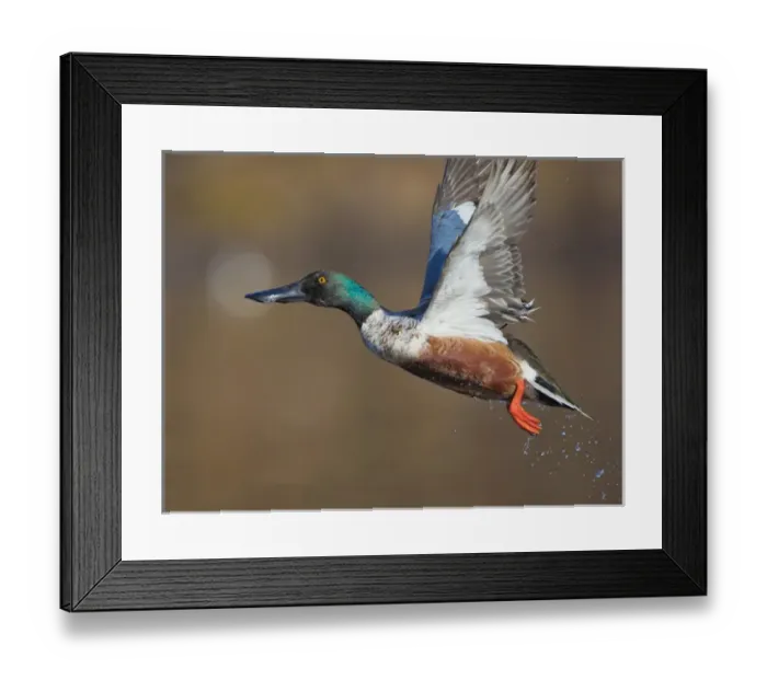Framed Print : USA, Seattle, Washington. Male Northern Shoveler takes flight on Union Bay, Lake Framed Print : USA, Seattle, Washington. Male Northern Shoveler takes flight on Union Bay, Lake