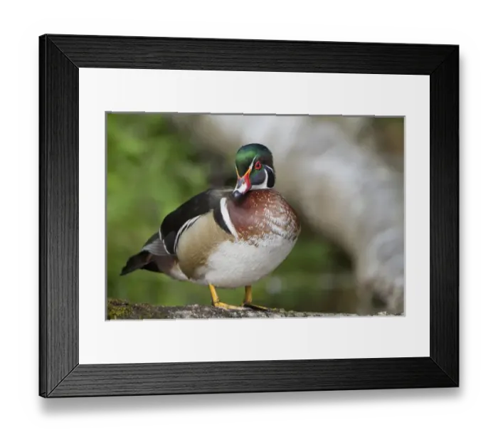 Framed Print : USA, Seattle, Washington. Male Wood Ducks near Foster Island, Arboretum Framed Print : USA, Seattle, Washington. Male Wood Ducks near Foster Island, Arboretum