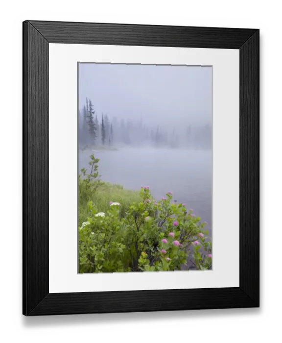 Framed Print : USA, WA, Mt. Rainier National Park. Rosy Spirea at shore of Reflection lake on foggy Framed Print : USA, WA, Mt. Rainier National Park. Rosy Spirea at shore of Reflection lake on foggy