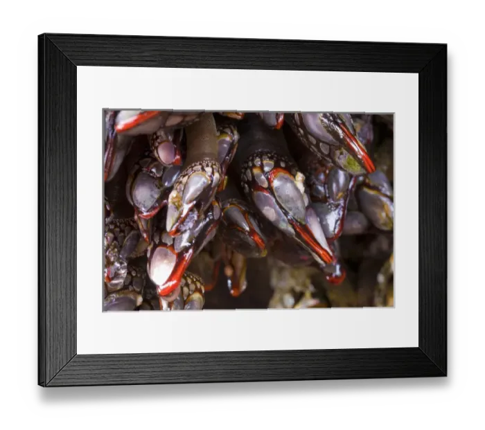 Framed Print : USA, Strait of Juan de Fuca, Washington. Red-lipped Goose Barnacles in intertidal at Tongue Point Framed Print : USA, Strait of Juan de Fuca, Washington. Red-lipped Goose Barnacles in intertidal at Tongue Point