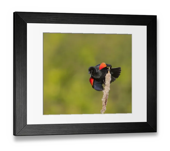 Framed Print : USA, Washington State. A male red-winged blackbird (Agelaius phoeniceus) displays