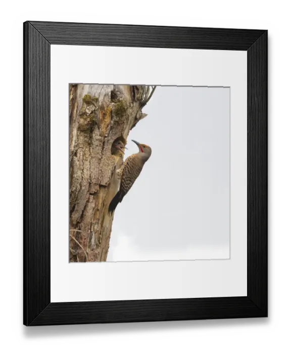 Framed Print : USA, Washington State. Male Northern Flicker (Colaptes auratus) at nest, with chick in nesthole Framed Print : USA, Washington State. Male Northern Flicker (Colaptes auratus) at nest, with chick in nesthole
