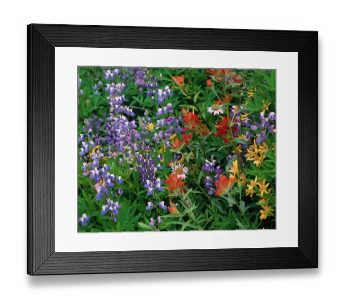 Framed Print : Lupine and Paintbrush flowers in a meadow at Mt. Rainier Nat l Park, WA Framed Print : Lupine and Paintbrush flowers in a meadow at Mt. Rainier Nat l Park, WA