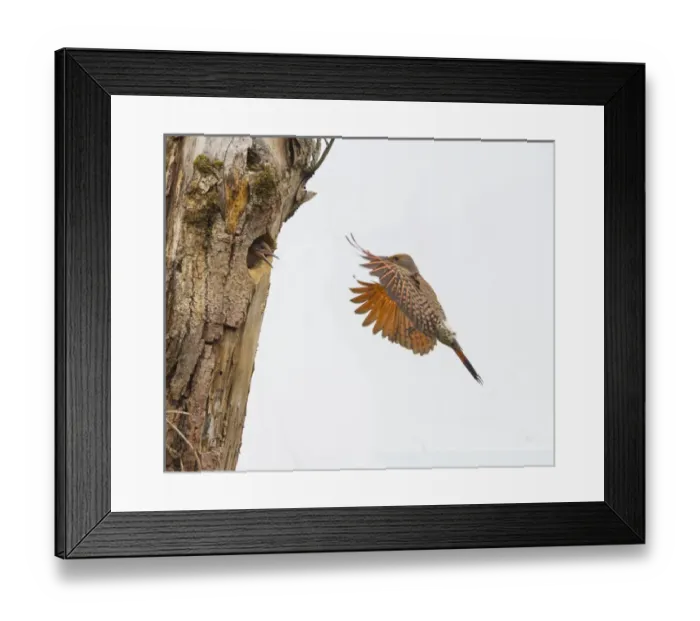 Framed Print : USA, Washington State. Male Northern Flicker (Colaptes auratus) flies to nest in Kirkland Framed Print : USA, Washington State. Male Northern Flicker (Colaptes auratus) flies to nest in Kirkland
