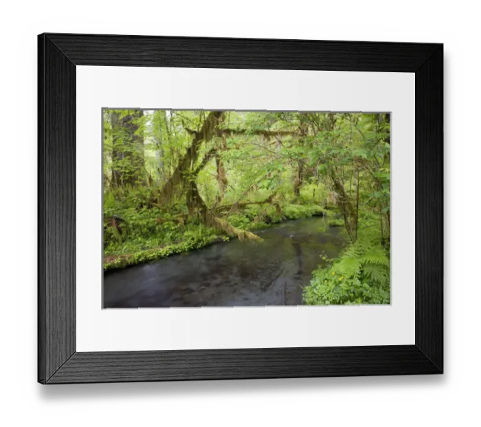 Framed Print : A stream flowing through the Hoh Rainforest in Olympic National Park, Washington Framed Print : A stream flowing through the Hoh Rainforest in Olympic National Park, Washington