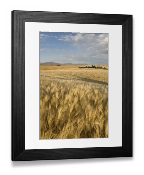 Framed Print : Spokane County, field of 6 Row Barley ripening in the afternoon sun