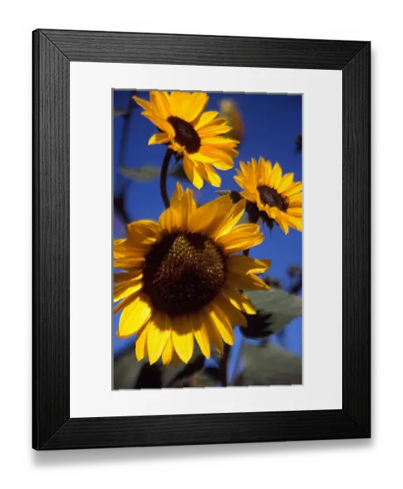 Framed Print : Three Sunflowers against blue sky. Small bee on one flower