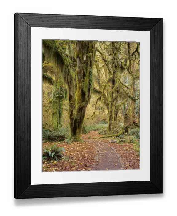 Framed Print : USA, Washington, Hoh Rain Forest, Olympic National Park Framed Print : USA, Washington, Hoh Rain Forest, Olympic National Park
