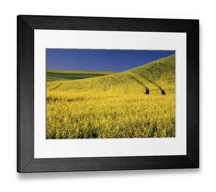Framed Print : NA, USA, Washington, Canola Field with tracks Framed Print : NA, USA, Washington, Canola Field with tracks