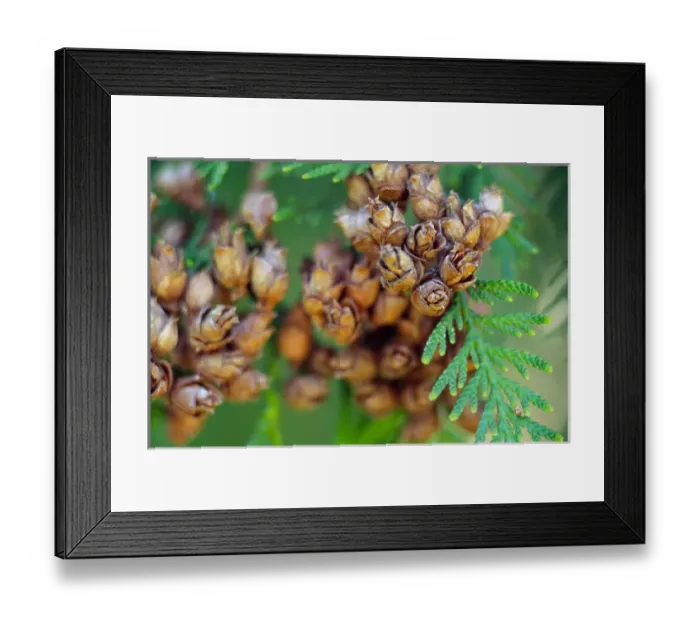 Framed Print : NA, USA, Washington, Close-up Fir tree and cones Framed Print : NA, USA, Washington, Close-up Fir tree and cones