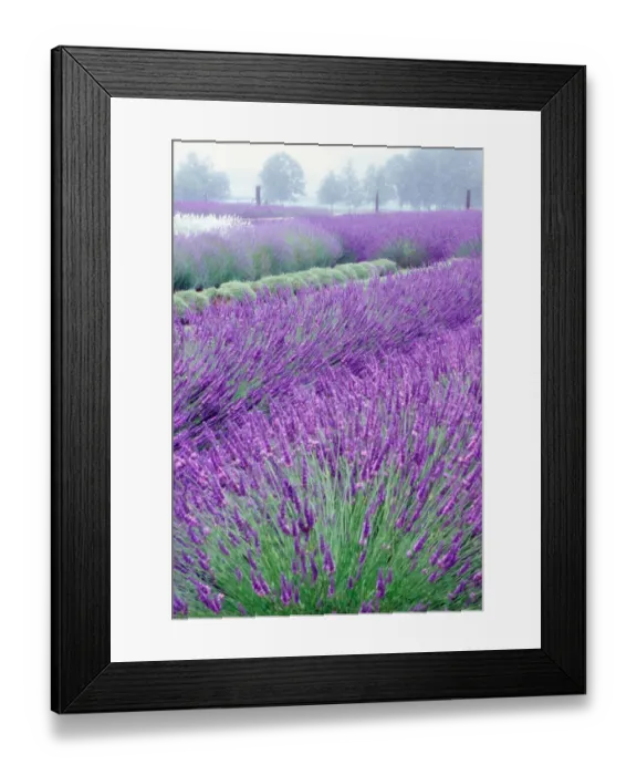 Framed Print : NA, USA, Washington, Lavender Field, Sequim Framed Print : NA, USA, Washington, Lavender Field, Sequim