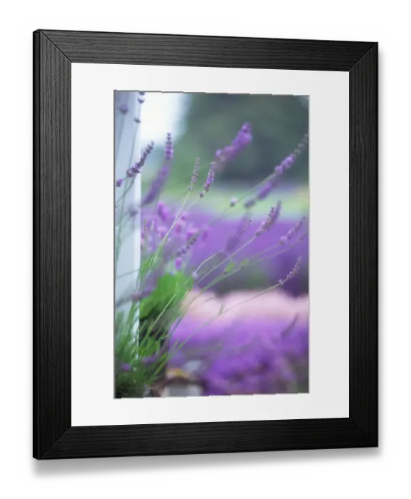 Framed Print : NA, USA, Washington, Lavender close-up at Lavender farm in Sequim Framed Print : NA, USA, Washington, Lavender close-up at Lavender farm in Sequim