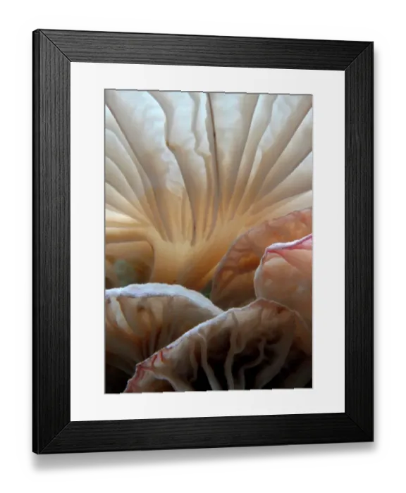 Framed Print : Close Up of Wild Mushrooms Framed Print : Close Up of Wild Mushrooms