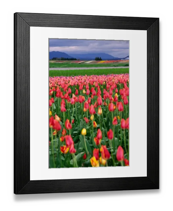 Framed Print : NA, USA, Washington, Tulip Fields in the Skagit Valley Framed Print : NA, USA, Washington, Tulip Fields in the Skagit Valley