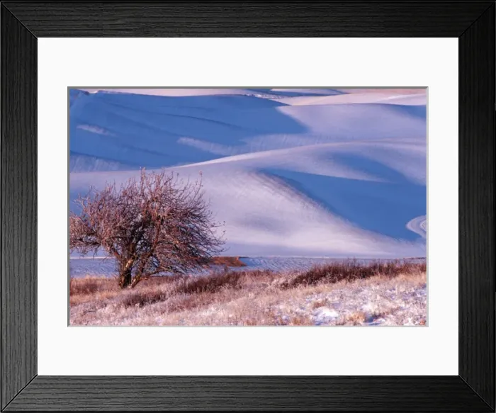 Framed Print : View from Steptoe Butte of rolling hills covered in winter snow in Whitman County Framed Print : View from Steptoe Butte of rolling hills covered in winter snow in Whitman County