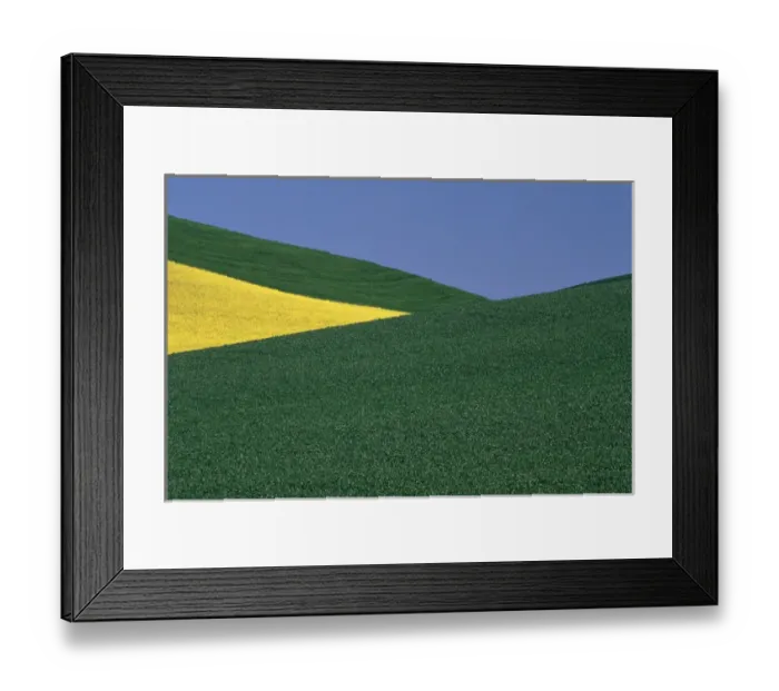 Framed Print : Angles of pea fields and canola fields in Whitman County Washington state Framed Print : Angles of pea fields and canola fields in Whitman County Washington state