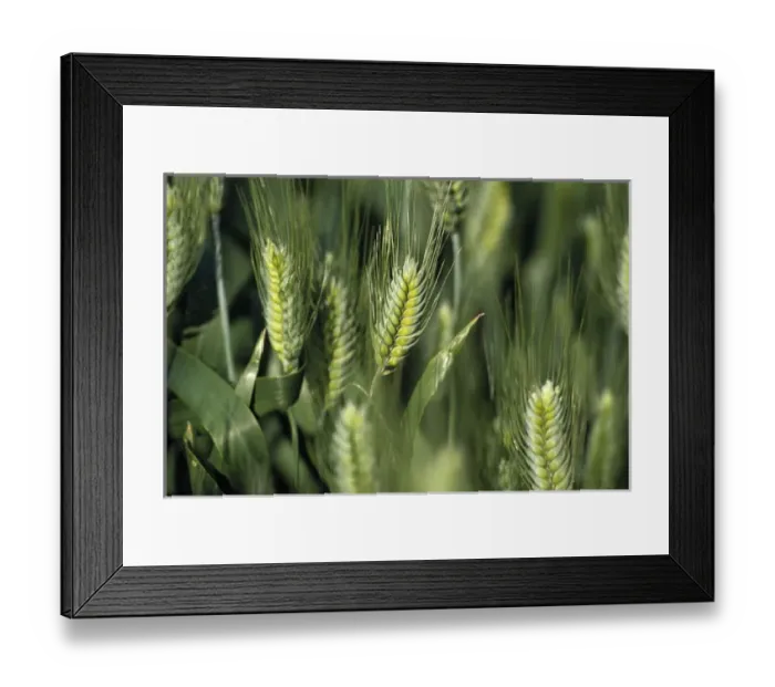 Framed Print : N. A. USA, Washington, Whitman County. Closeup of wheat stalks Framed Print : N. A. USA, Washington, Whitman County. Closeup of wheat stalks