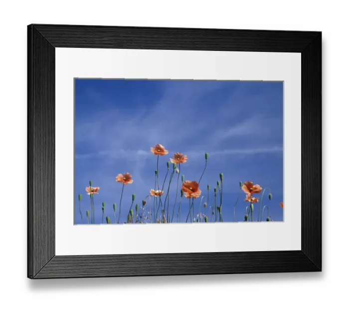 Framed Print : N. A. USA, Washington, Whitman County. Fire poppies by the roadside