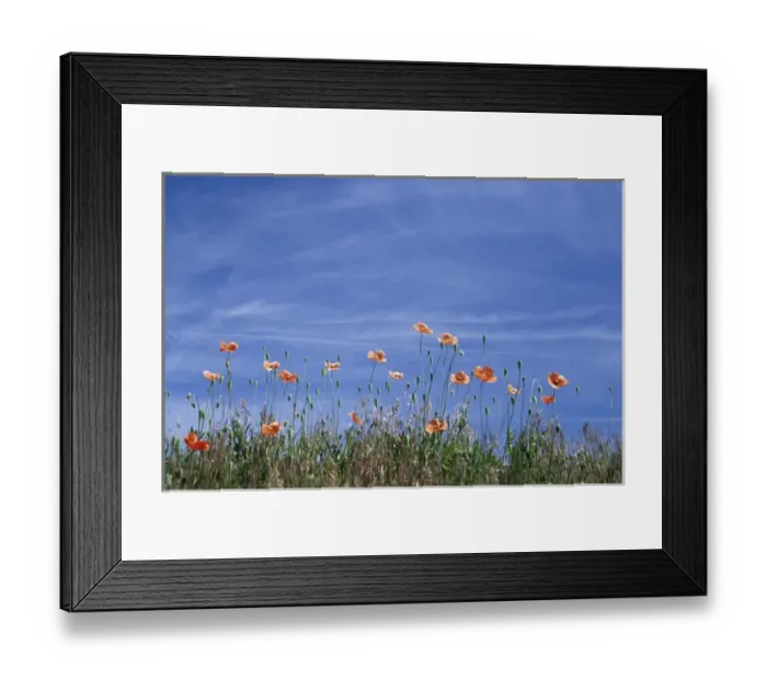Framed Print : N. A. USA, Washington, Whitman County. Fire poppies by the roadside Framed Print : N. A. USA, Washington, Whitman County. Fire poppies by the roadside